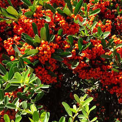 PYRACANTHA MOHAVE GF H13A25-(766547)