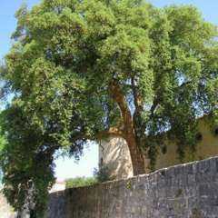 ChÃªne liÃšge (Quercus Suber)