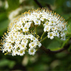 Alisier blanc  (Sorbus Aria)