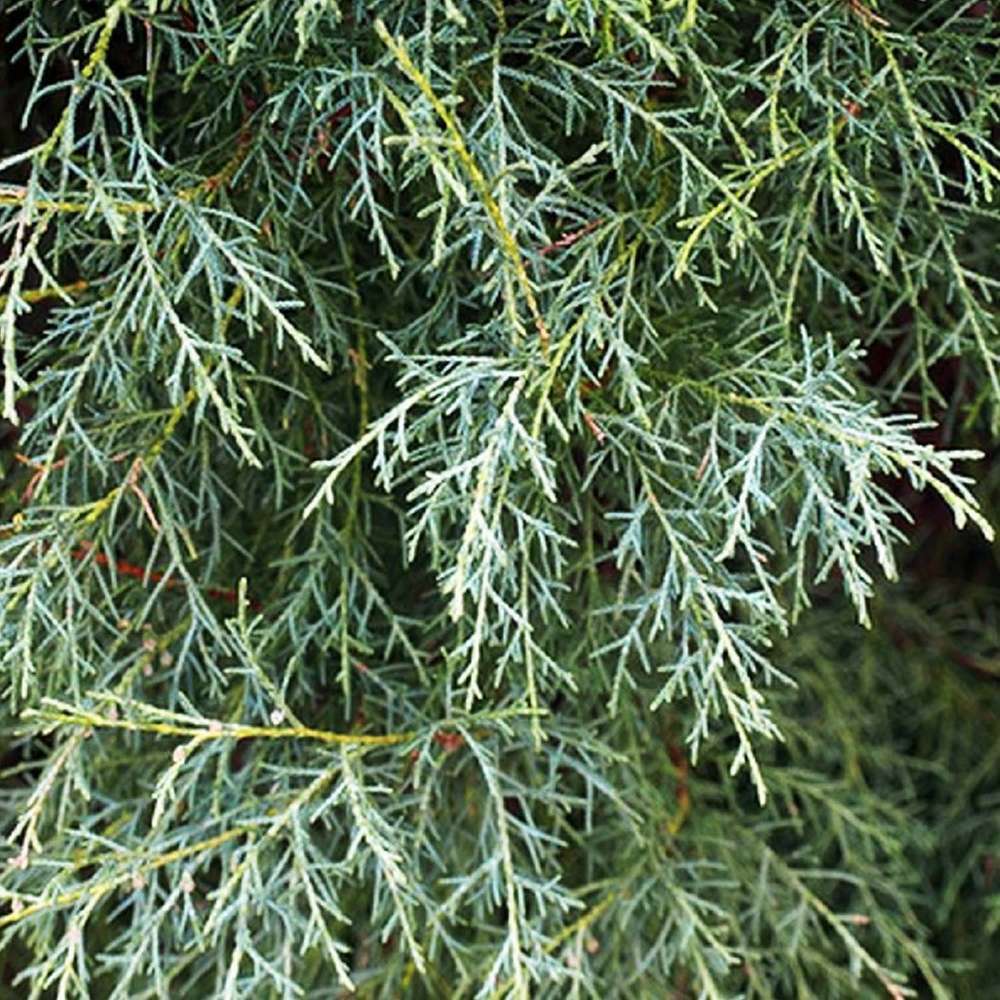 Arizona Cypress Conifère Arbre Graines. Cupressus arizonica 