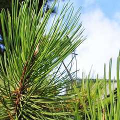 Pin laricio de Calabre (Pinus Nigra Calabrica) - 13 à 25 cm