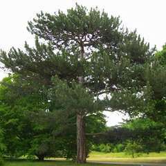 Pin laricio de Corse (Pinus Nigra Corsicana) - 13 à 25 cm