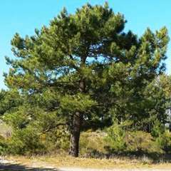 Pin maritime (Pinus Pinaster) - 13 à 25 cm