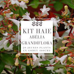 Kit Haie Abélia (Abélia Grandiflora) - 20 Jeunes Plants