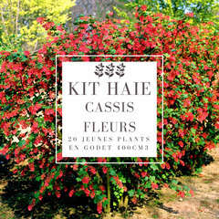 Kit Haie Cassis Fleurs (Ribes Sanguineum) - 20 Jeunes Plants