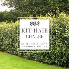 Kit Haie Chalef (Eleagnus Ebbingei) - 20 Jeunes Plants