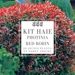 Kit Haie Photinia (Photinia Fraseri 'Red Robin') - 20 Jeunes Plants
