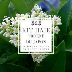 Kit Haie Troène Du Japon (Ligustrum Japonicum) - 20 Jeunes Plants