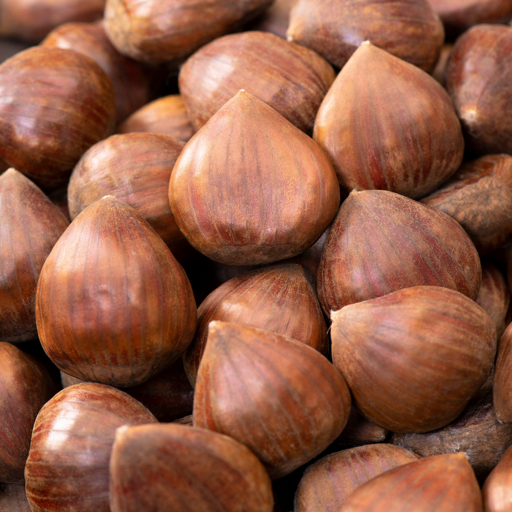 Châtaignier 'Maraval' - Baliveau- Pot 12L