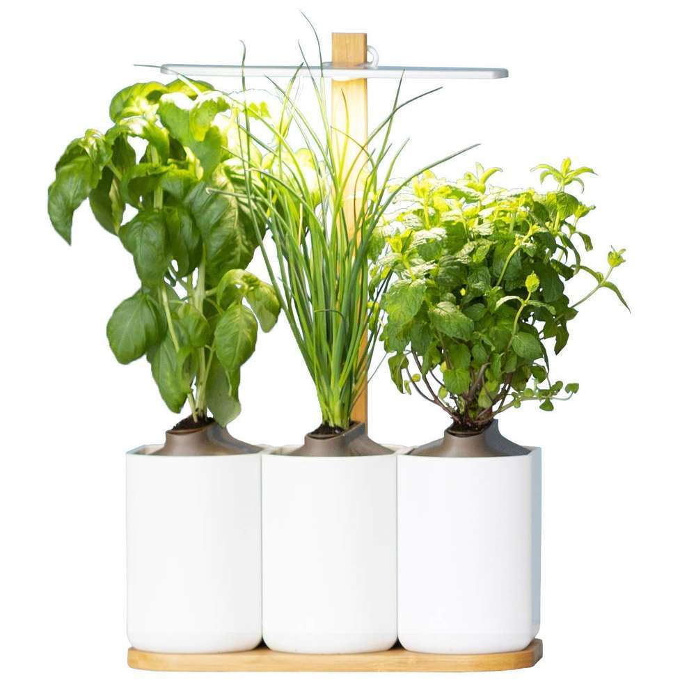 LILO4 JARDIN D INTERIEUR-(767430)