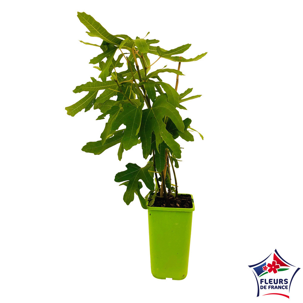 Figuier Carica Madelein des 2 saisons : pot 1.5 litre