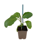 Plant d'Aubergine 'Milar' F1 Pot 0,5L