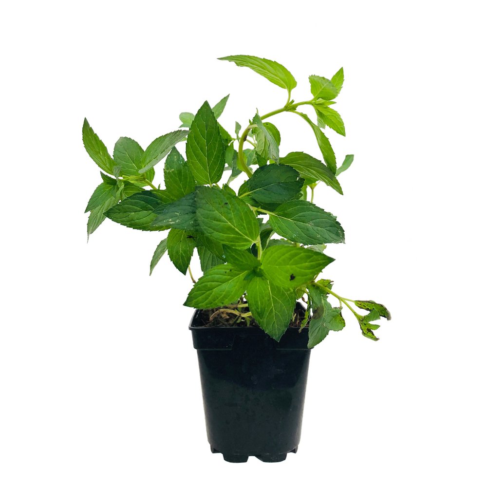 MENTHE POIVREE AB C 1L-(770896)