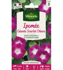 Vilmorin - Ipomee Scarlet Ohara