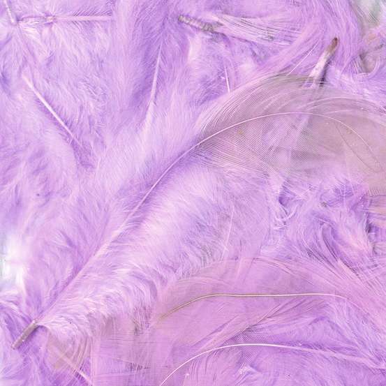 Plumes Colorees Mauve 3g Truffaut Plumes Colorees Mauve 3g Truffaut