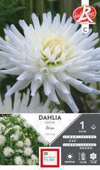 DAHLIA CACTUS ORION LR I x1-(784085)