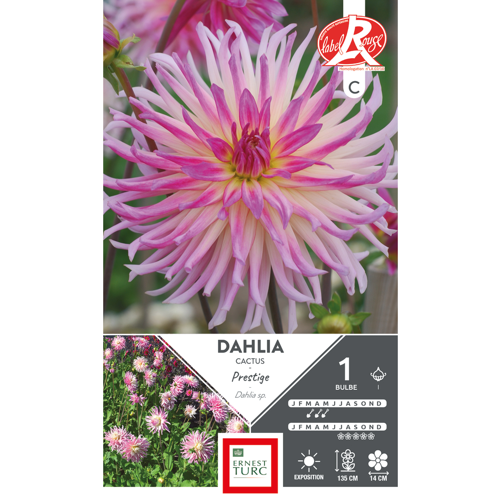 Bulbe de Dahlia cactus 