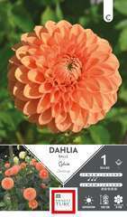 DAHLIA BALLE SYLVIA I x1-(784093)