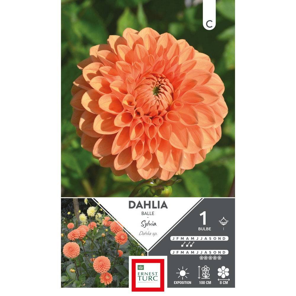 DAHLIA BALLE SYLVIA I x1-(784093)