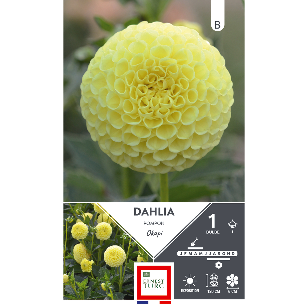 DAHLIA POMPON OKAPI I x1-(784094)