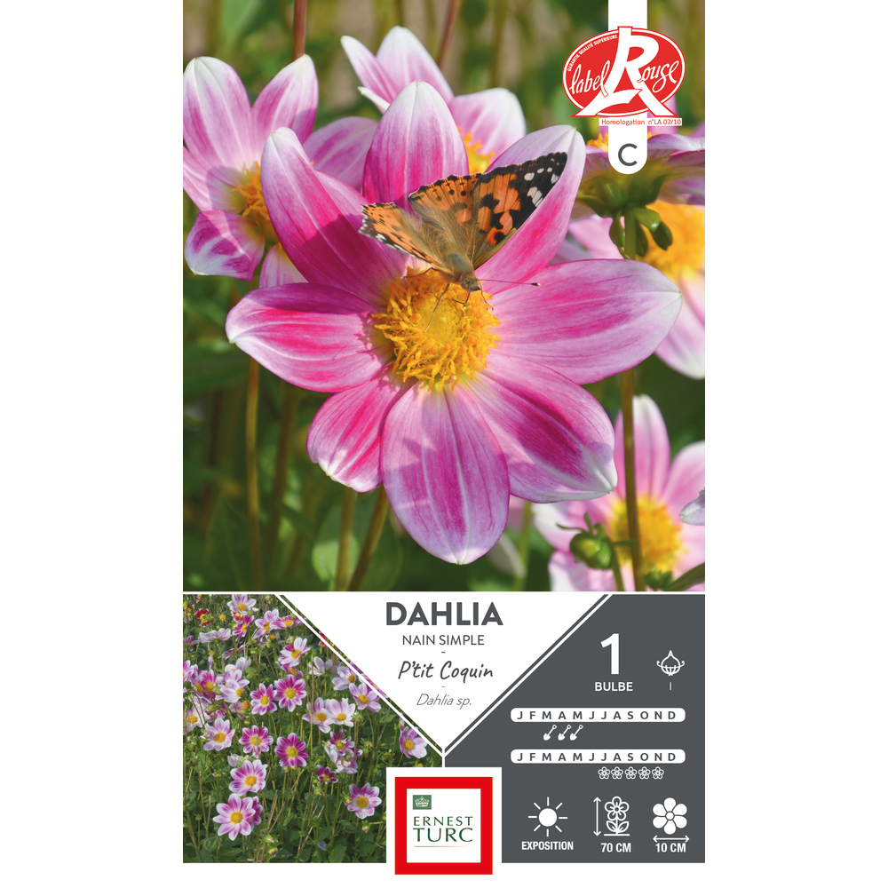 Bulbe Dahlia Nain Simple P’tit coquin I x 1