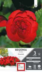 BEGONIA DBL ECARLATE 5/6 x3-(784112)