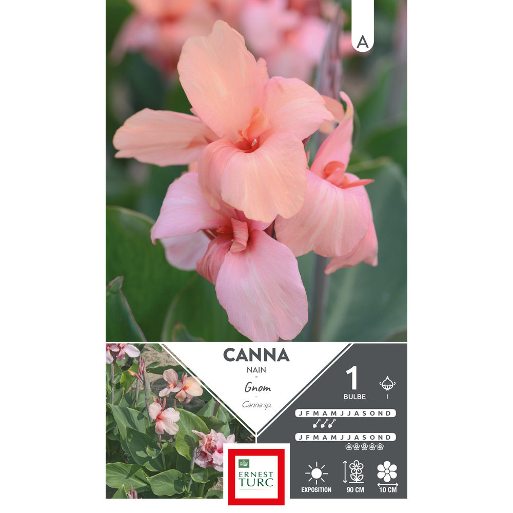 Canna Nain Gnom I X1