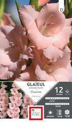 GLAIEUL GR FL CIMAR 14/16 x12-(784120)