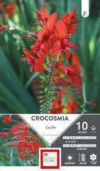 CROCOSMIA LUCIFER 8/10 x10-(784129)