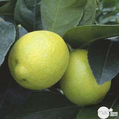 Citron vert de Tahiti : 1/4 t. C2L