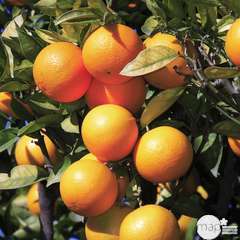 Oranger : 1/4t. H.40/60cm