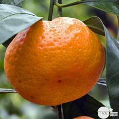 Mandarinier Satsuma : h.140/160cm C35L