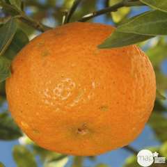 Mandarinier : h.140/160cm C35L