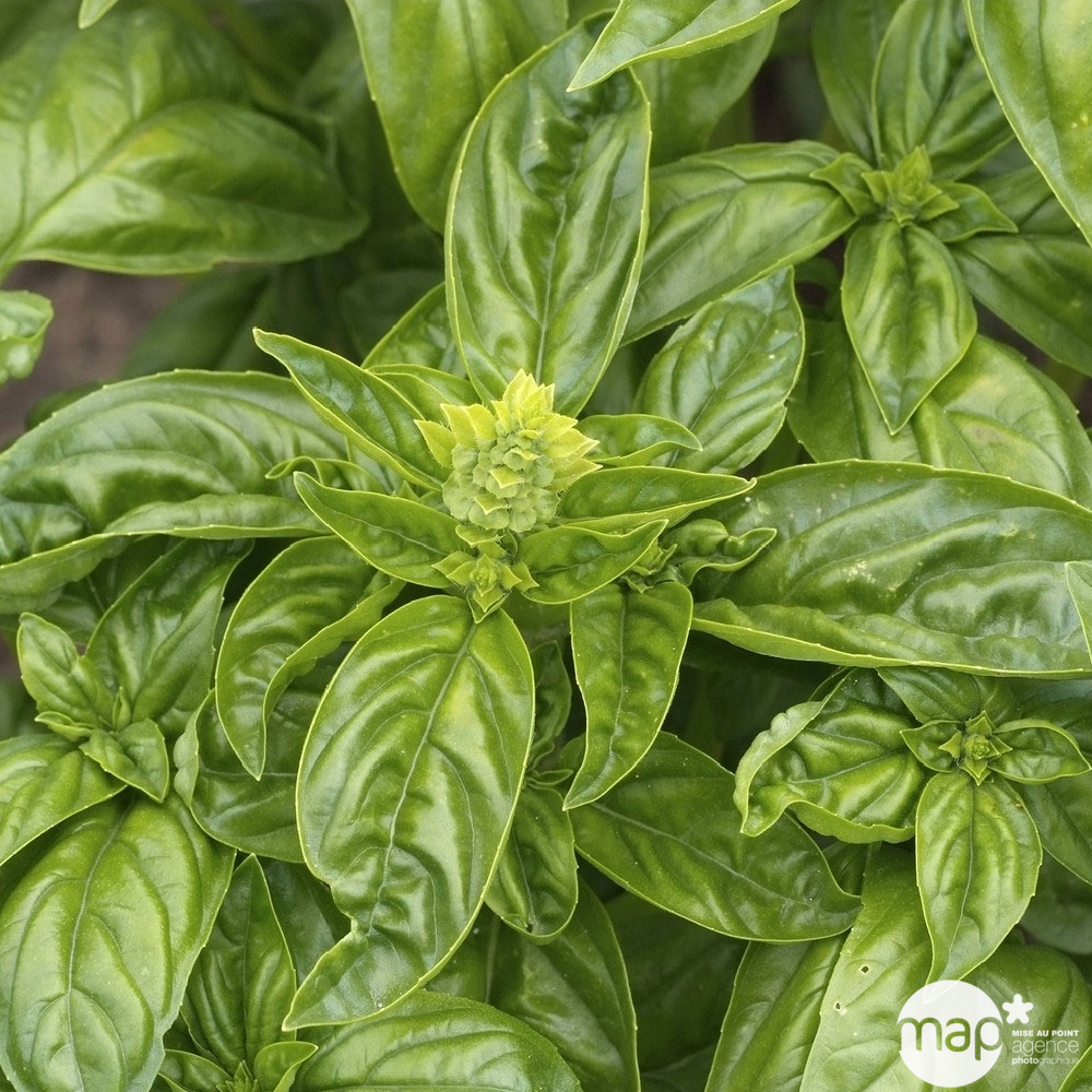 Basilic 'Grand Vert' : pot 2 litres