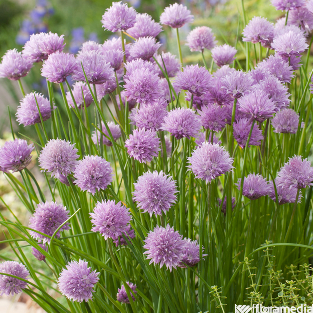 Plant de ciboulette : pot de 2 litres