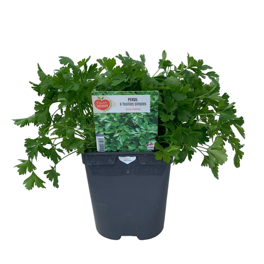 Plant de persil plat : pot de 2 L