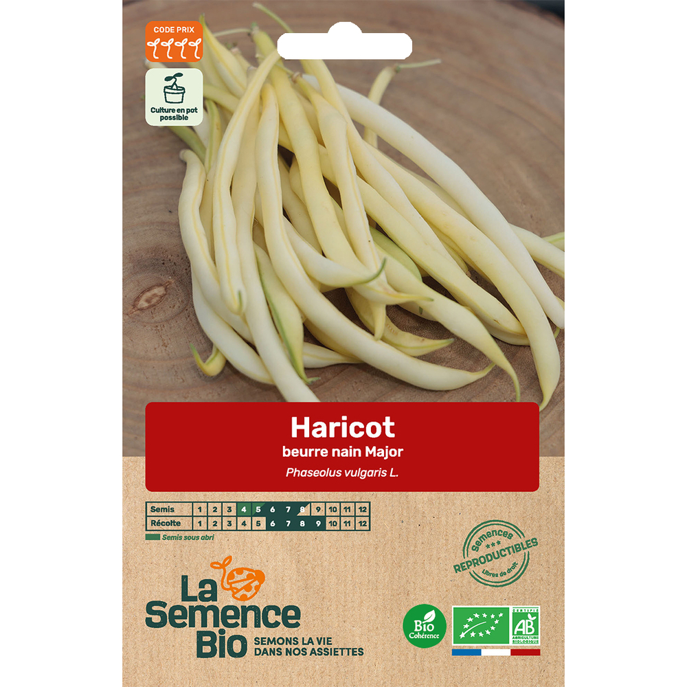 HARICOT BEU NAIN MAJOR BIO-(786703)