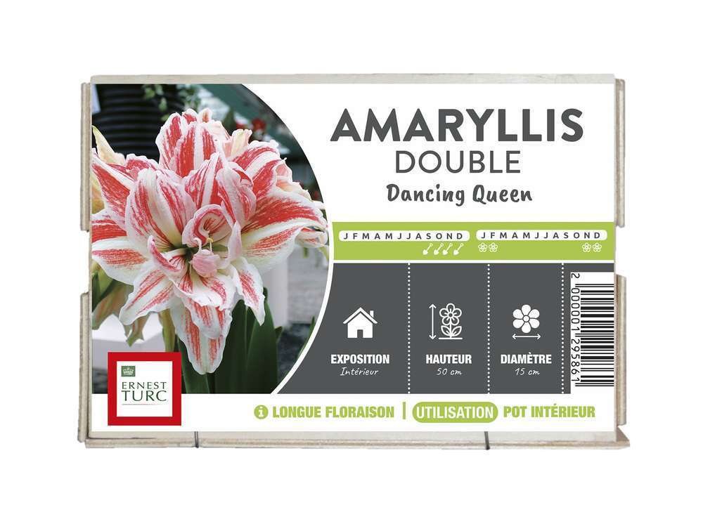 AMARYLLIS DANCING QUEEN 32/34-(786910)
