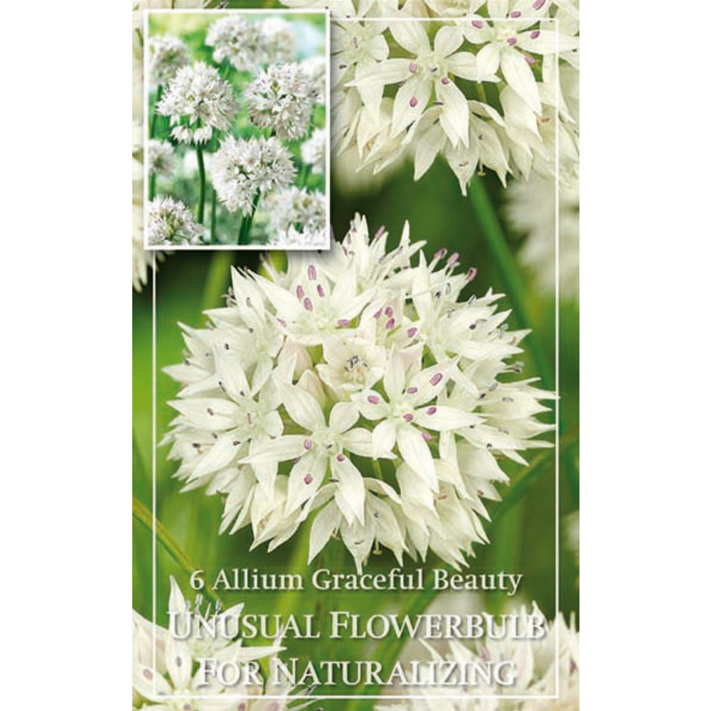 ALLIUM GRACEFULL BEAUTY X6 6/+-(787475)