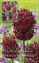 ALLIUM RED MOHICAN X2 10/14-(787483)