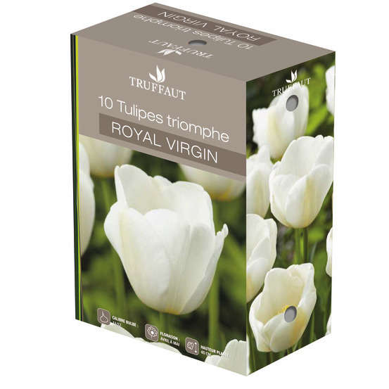 Bulbes de tulipes triomphe 'Royal Virgin' - x10 Kapiteyn | Truffaut