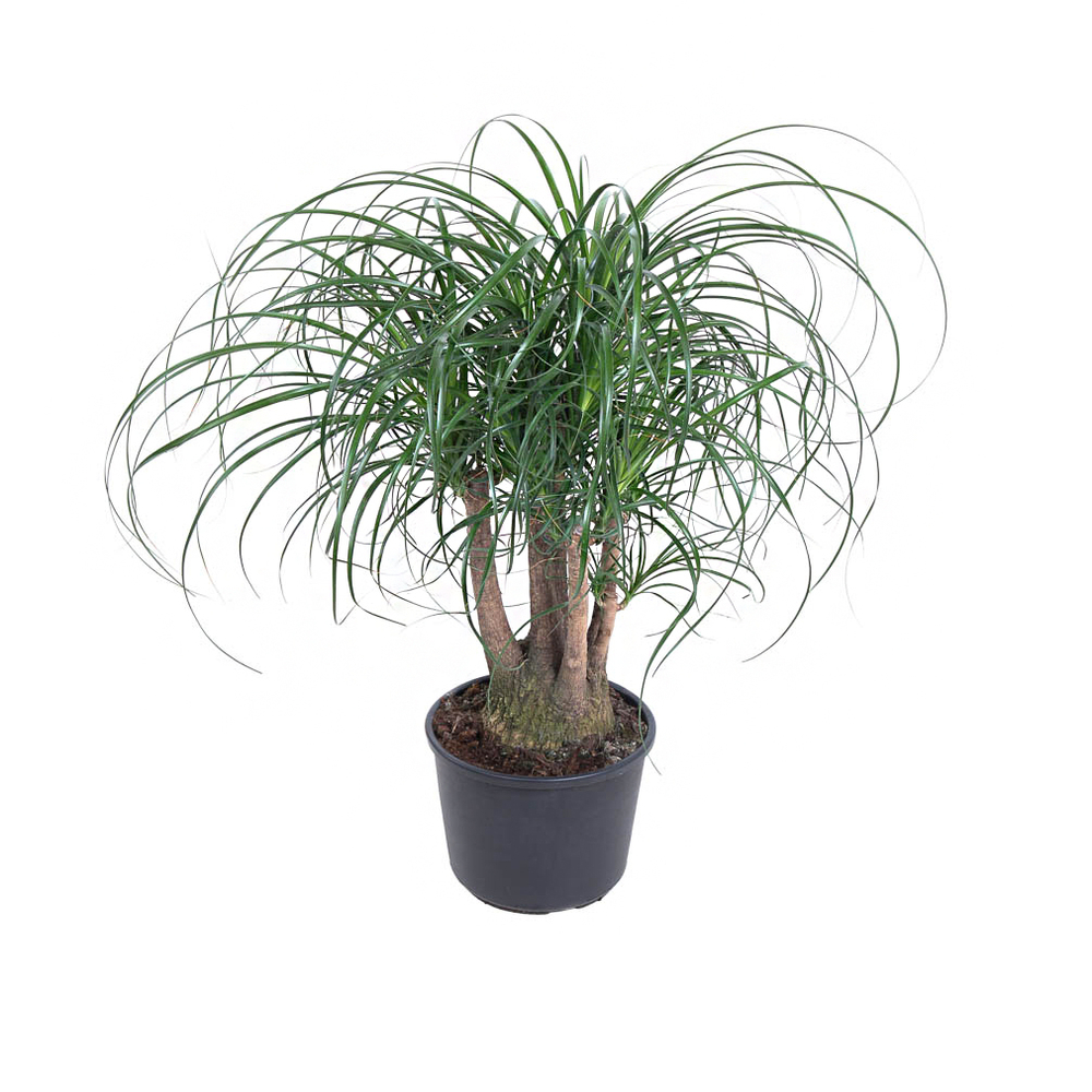 Beaucarnea ramifié : 3 tiges + : D27 x H80cm