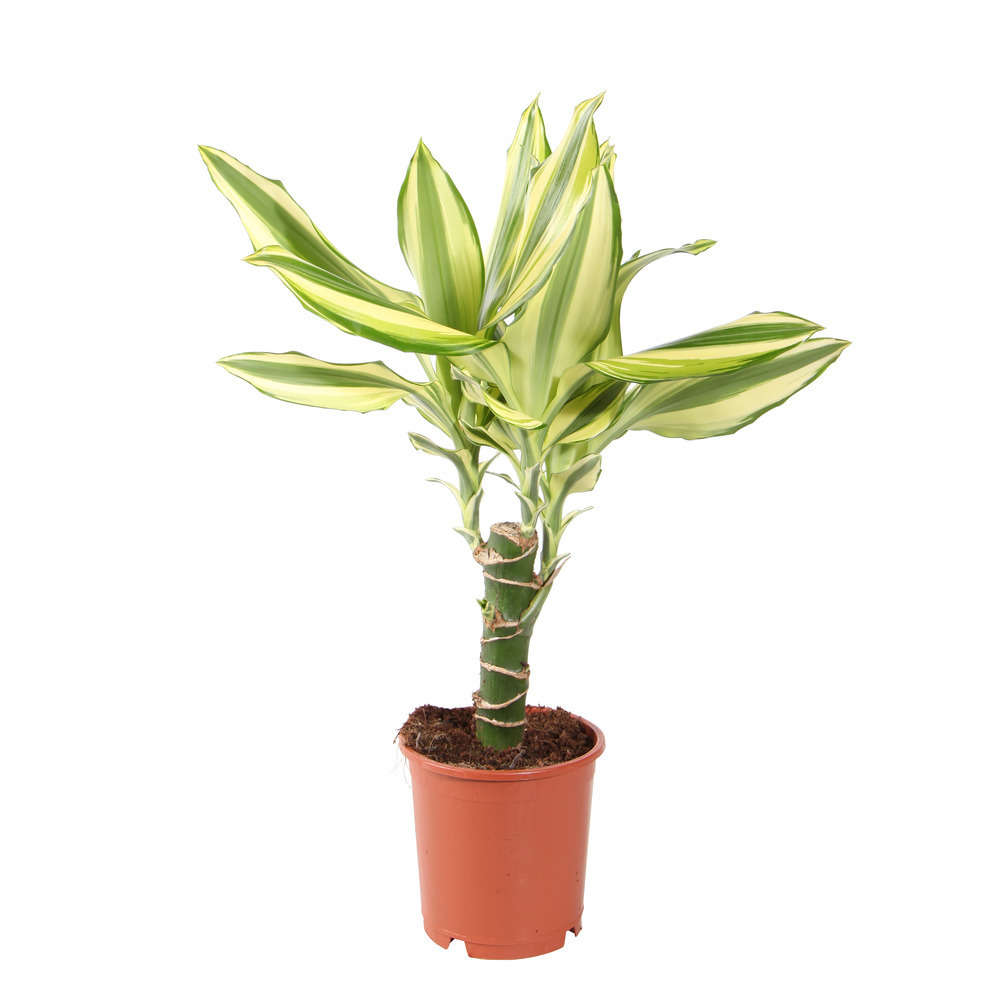 Dracaena Fragrans 1 Canne D11xh40 Cm Truffaut