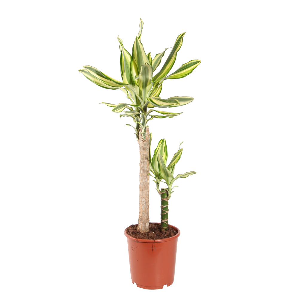 Dracaena Fragrans 2 cannes : D17xH80 cm