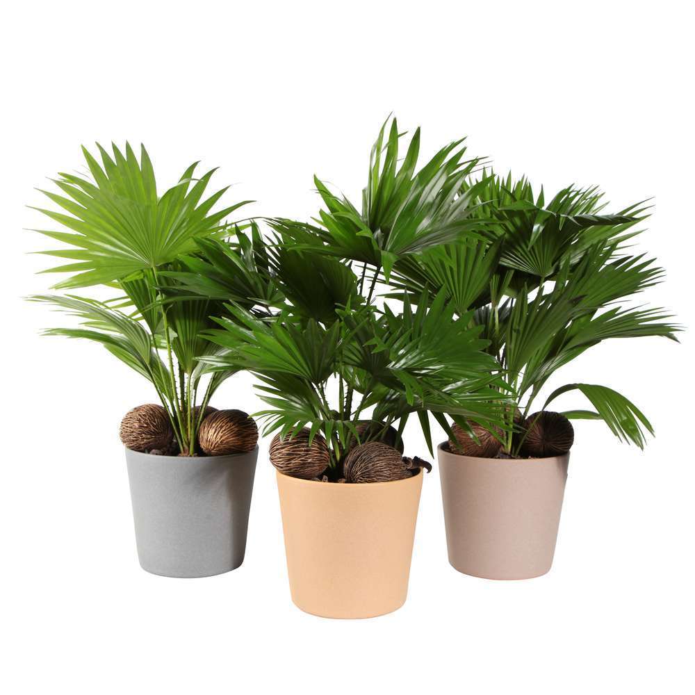 LIVISTONIA D19H65 AVEC NOIX-(788834)