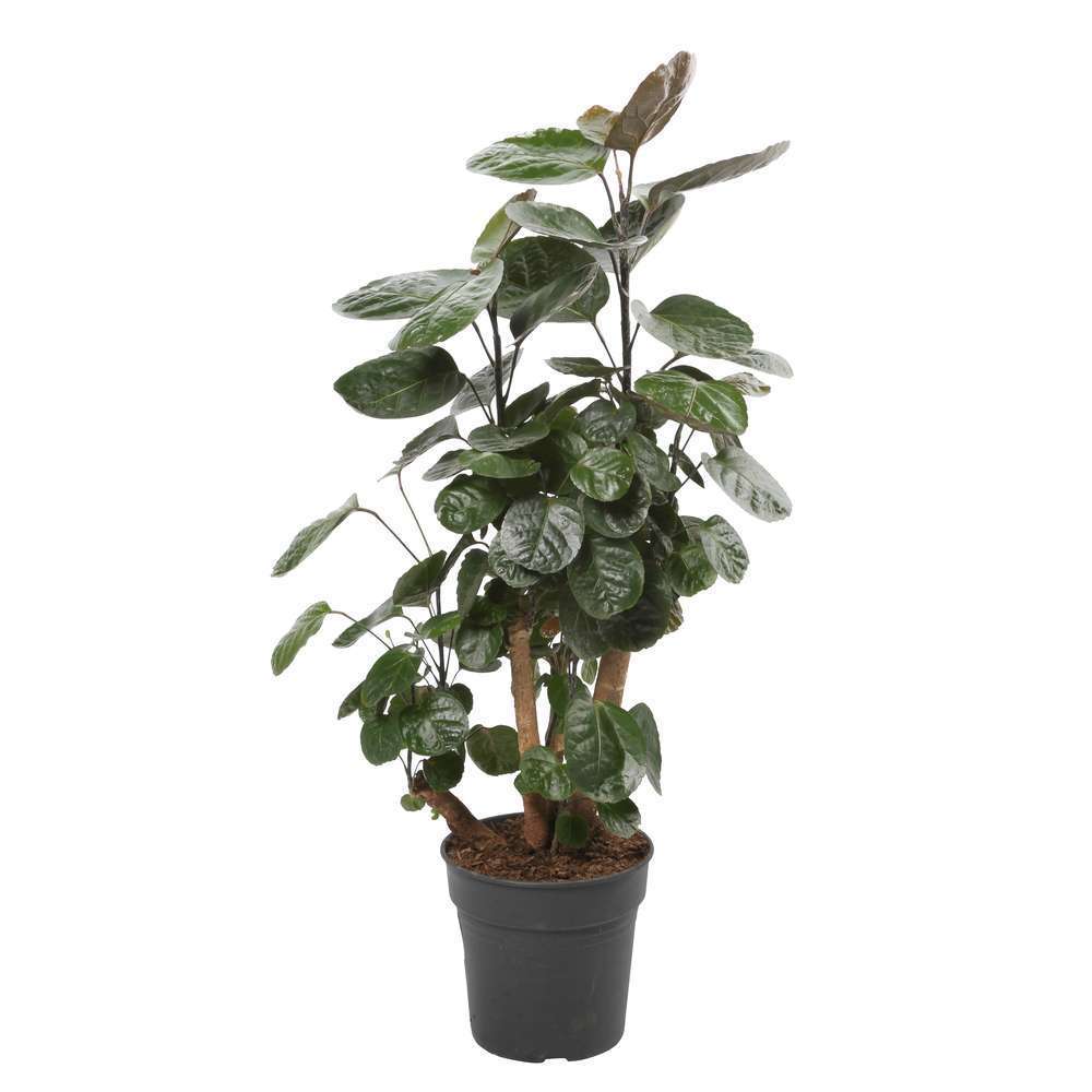 POLYSCIAS VARIE D19H70-(788843)