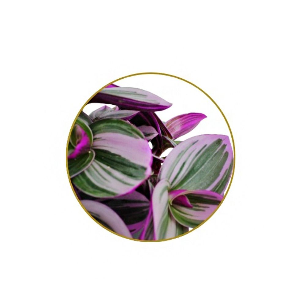 Tradescantia Nanouk' : d.12cm