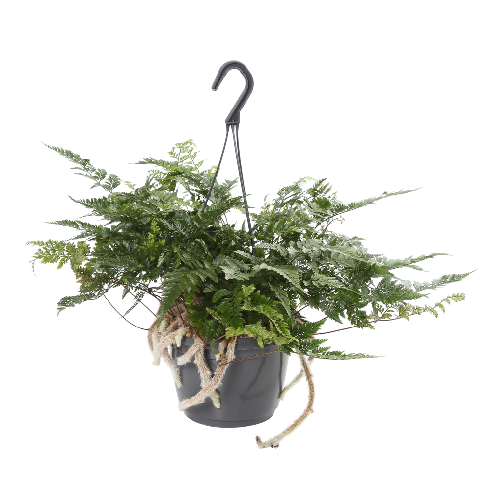 HUMATA TYERM BUNNY D18 SUSP-(789732)