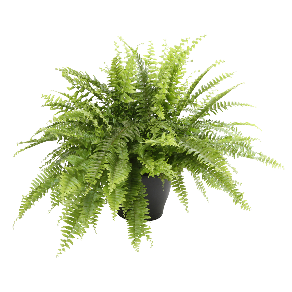 Nephrolepis exaltata ' Bostoniensis' : suspension D19cm