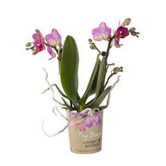 Orchidée Phalaeonopsis 'Tiny Bouquet' 2 tiges - pot D.9 cm